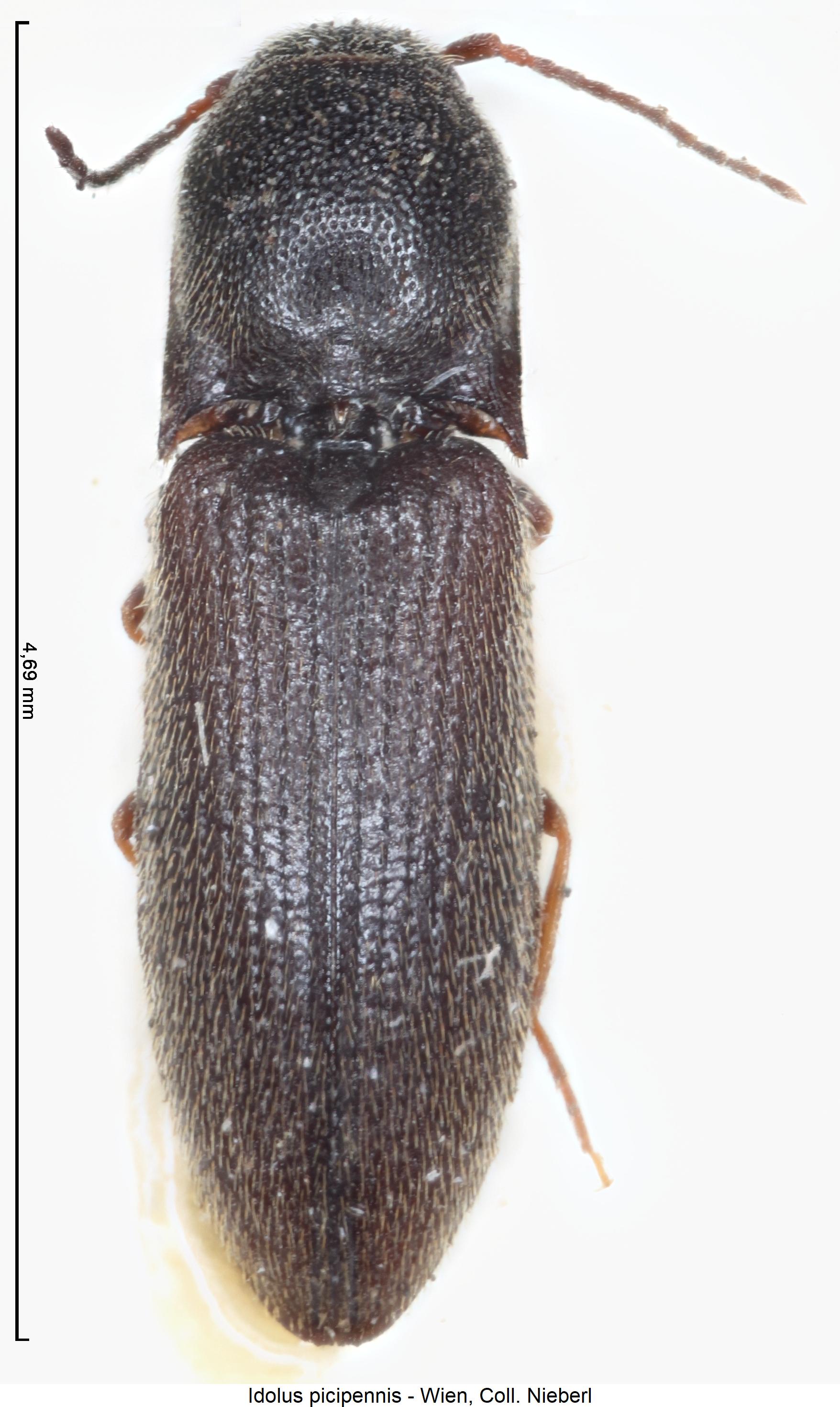 idolus_picipennis_hab.jpg