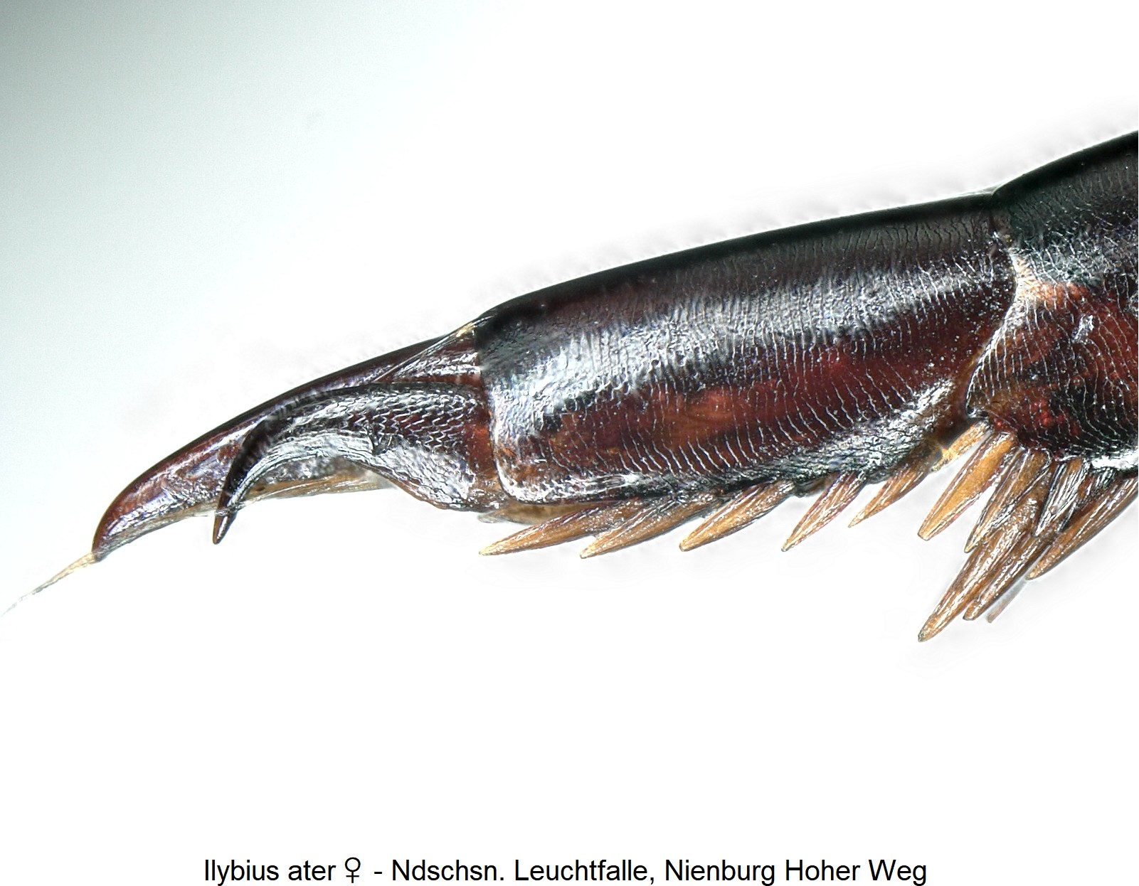 ilybius_ater_w_ck36120342_htr.jpg