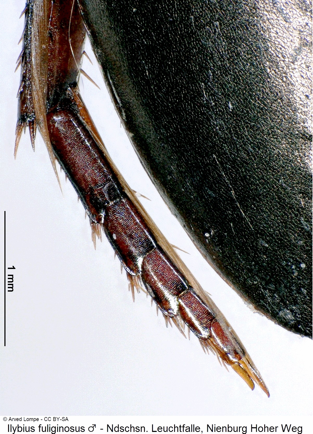 ilybius_fuliginosus_m_ck36401025_htr.jpg