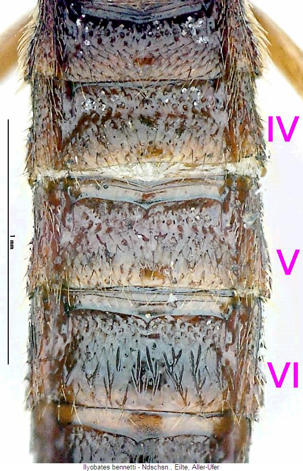 ilyobates_bennetti_hlb.jpg