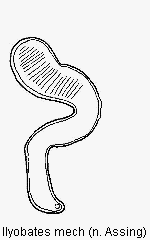 ilyobates_mech_sperm.gif