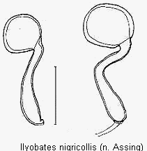 ilyobates_nigricollis_sperm.gif