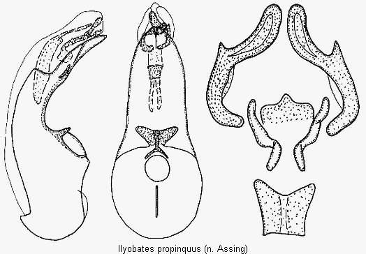ilyobates_propinquus.gif