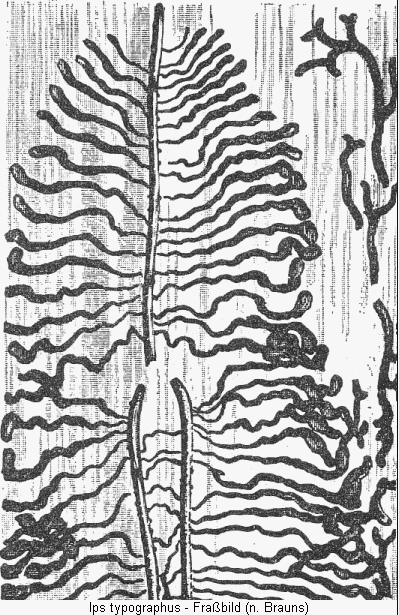 ips_typographus_frassbild.gif