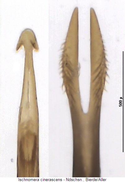 ischnomera_cinerascens3.jpg