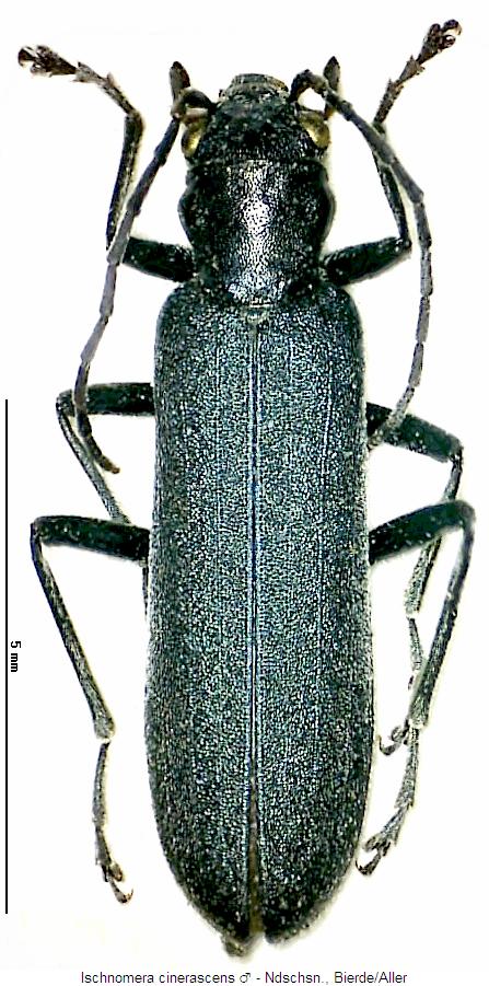 ischnomera_cinerascens_hab.jpg