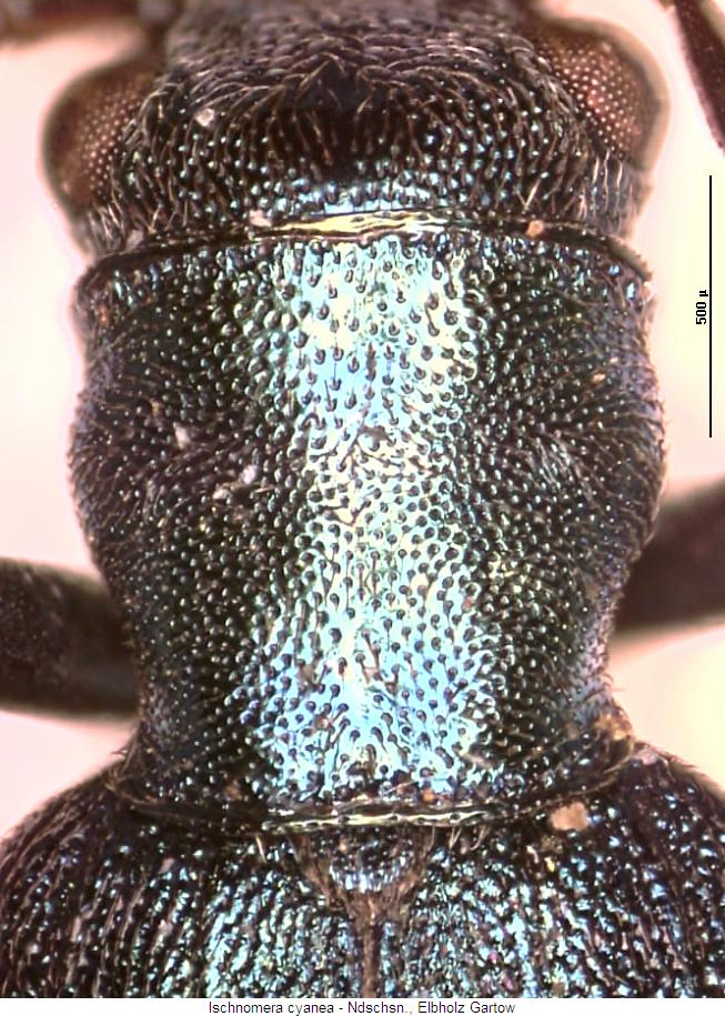 ischnomera_cyanea_hsch.jpg