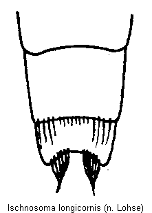 ischnosoma_longicornis_hlb.gif