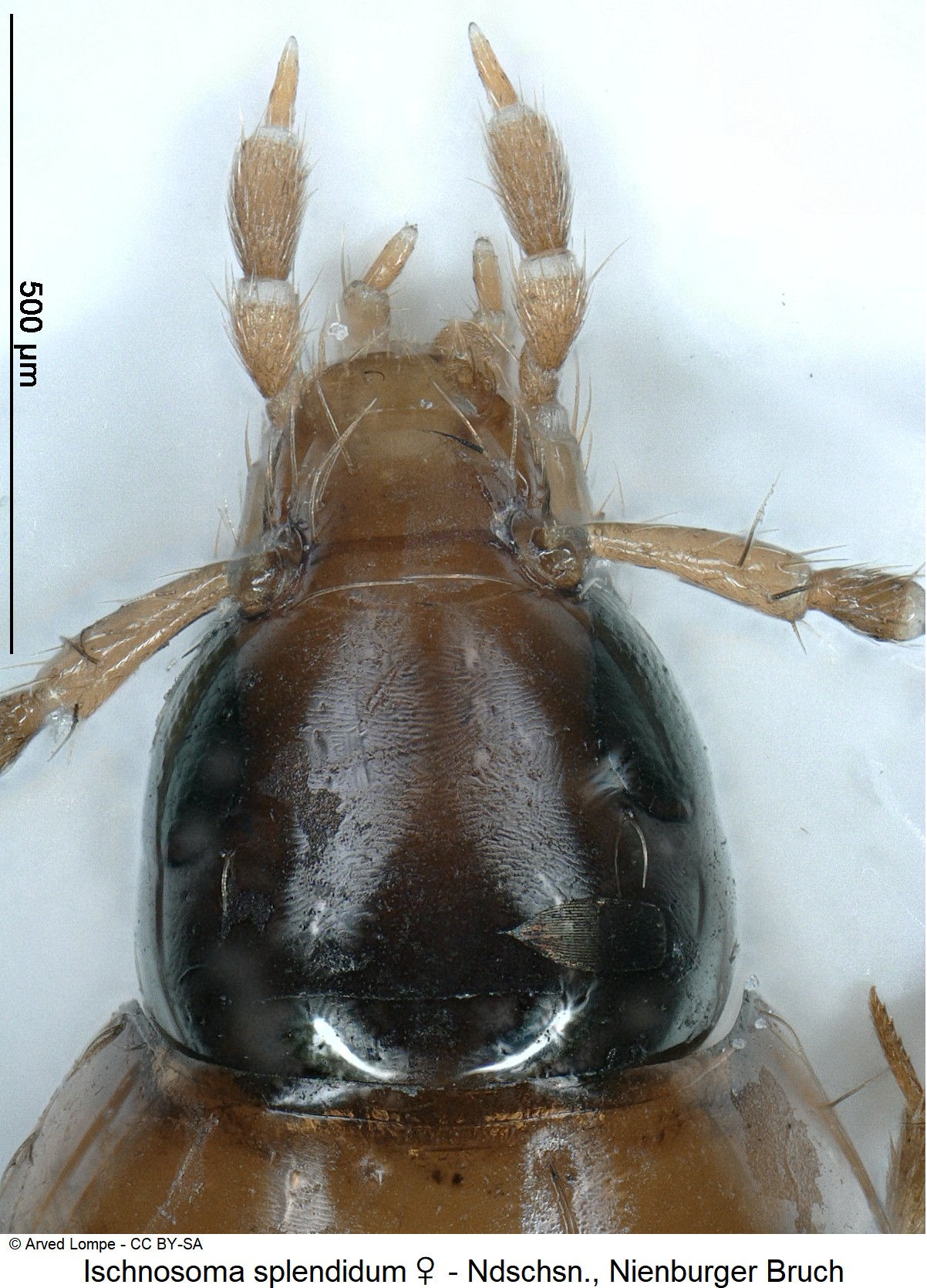 ischnosoma_splendidum_w_ck35584806_k.jpg