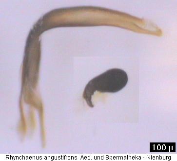 isochnus_angustifrons.jpg