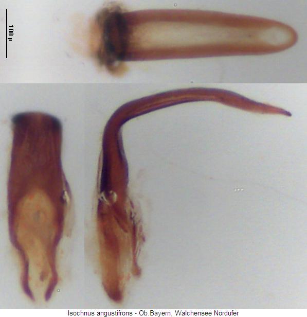 isochnus_angustifrons2.jpg