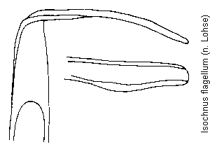 isochnus_flagellum.gif