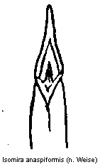 isomira_anaspiformis.gif