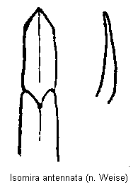isomira_antennata.gif