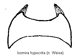 isomira_hypocrita_sternit6.gif
