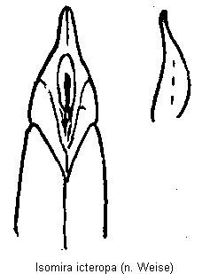 isomira_icteropa.gif