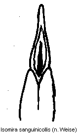 isomira_sanguinicollis.gif
