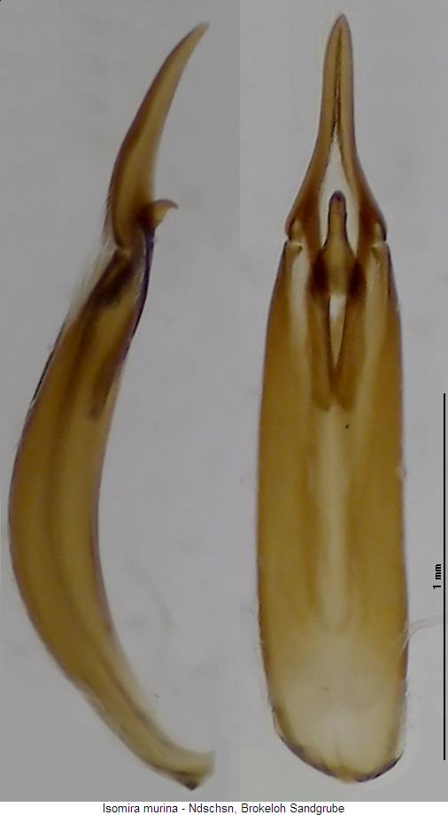 isomira_thoracica.jpg