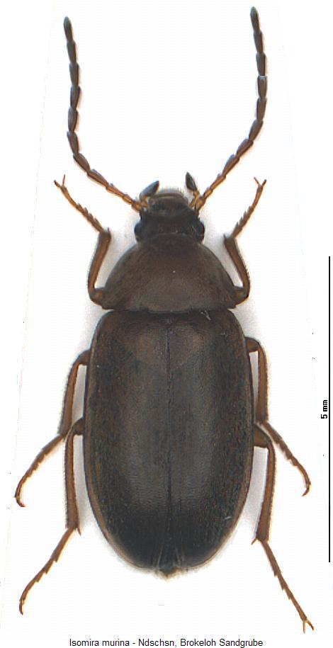 isomira_thoracica_hab.jpg