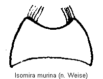 isomira_thoracica_sternit6.gif