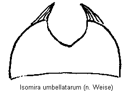 isomira_umbellatarum_sternit6.gif