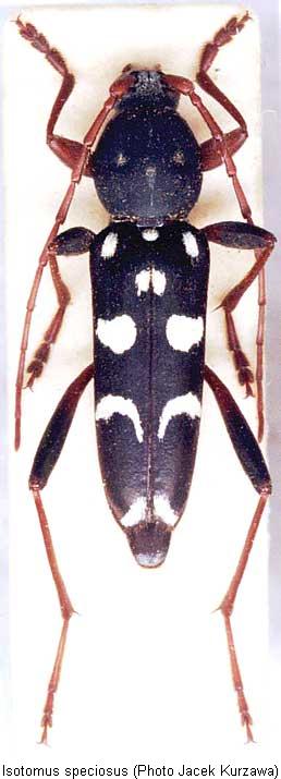 isotomus_speciosus.jpg