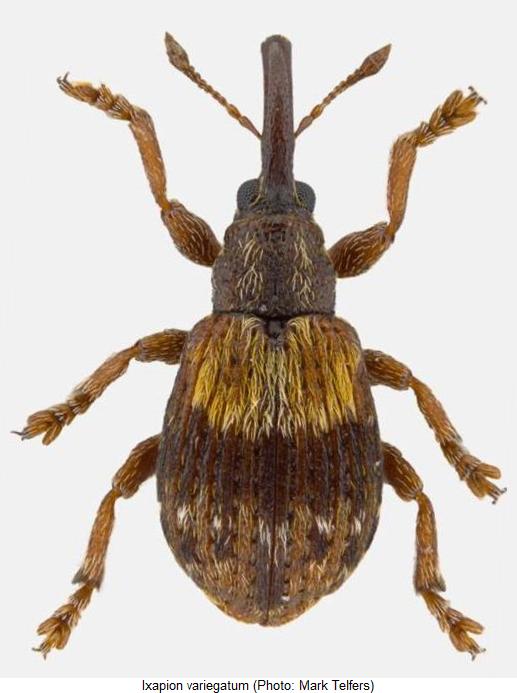 ixapion_variegatum_hab.jpg