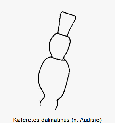 kateretes_dalmatinus_f1.gif