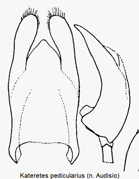 kateretes_pedicularius.gif