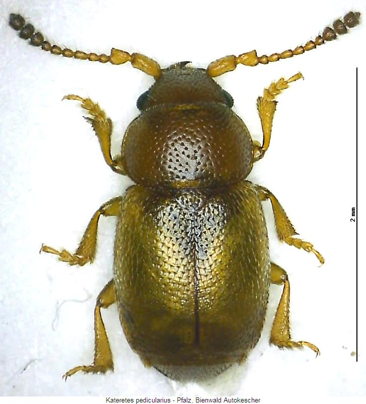 kateretes_pedicularius_hab.jpg