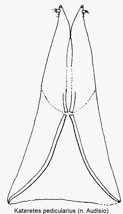 kateretes_pedicularius_ovi.gif