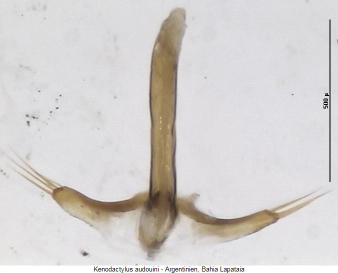 kenodactylus_audouini_aufsicht.jpg