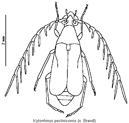 kytorrhinus_pectinicornis_hab.gif