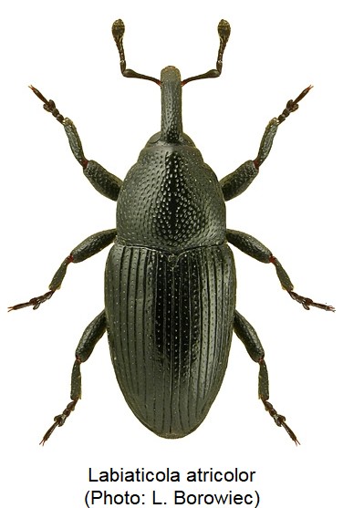 labiaticola_atricolor_hab.jpg