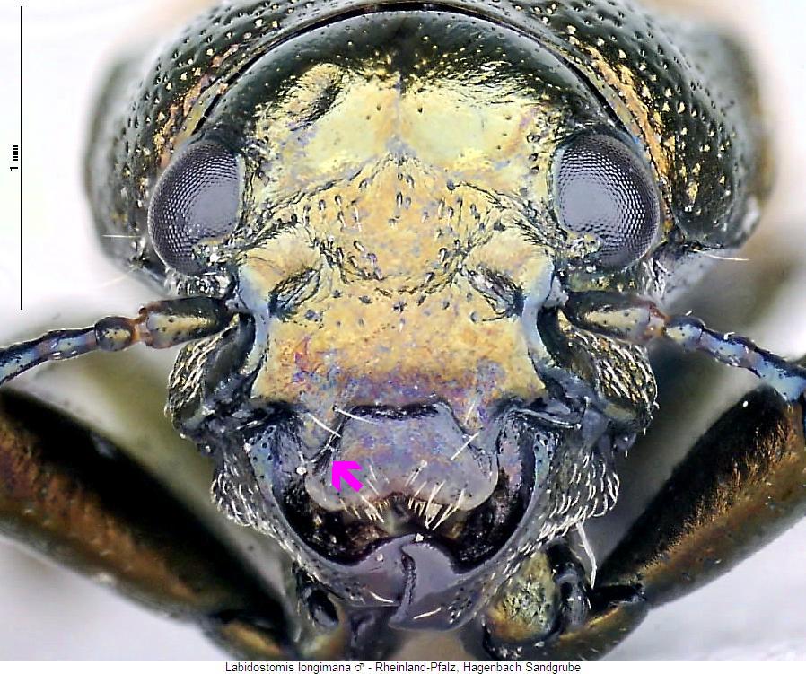 labidostomis_longimana_k.jpg
