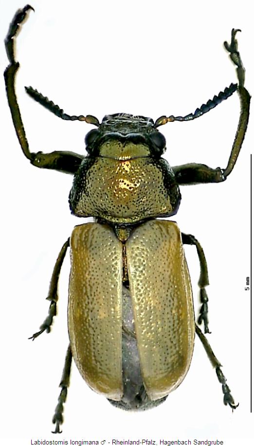 labidostomis_longimana_m_hab.jpg