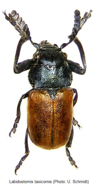 labidostomis_taxicornis_hab.jpg