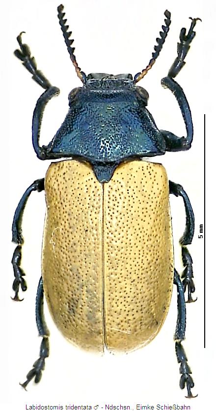 labidostomis_tridentata_hab.jpg