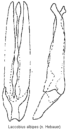 laccobius_albipes.gif
