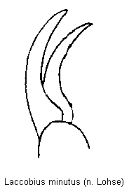 laccobius_minutus_vtr.gif