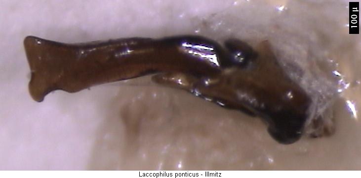 laccophilus_ponticus.jpg