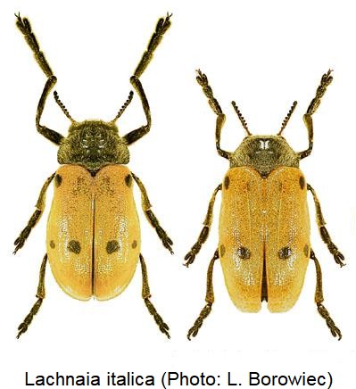 lachnaia_italica_hab.jpg