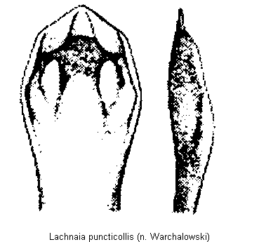 lachnaia_puncticollis.gif