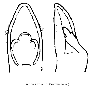 lachnaia_zoiai.gif