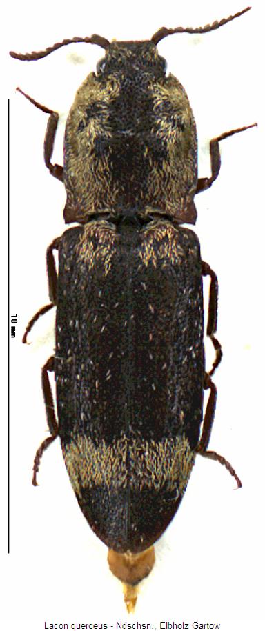 lacon_querceus_hab.jpg