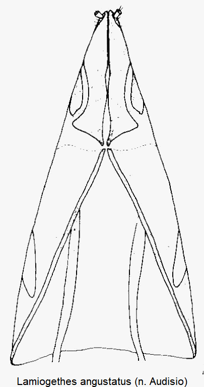 lamiogethes_angustatus_ovi.gif