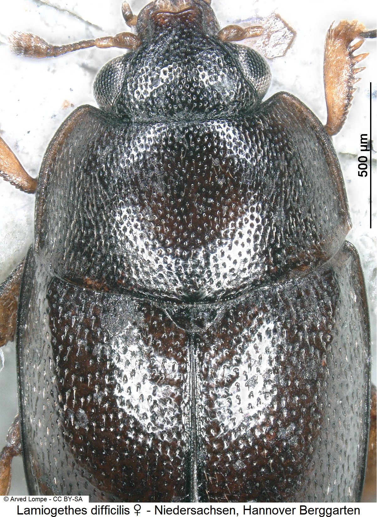lamiogethes_difficilis_w_ck29680306_os.jpg