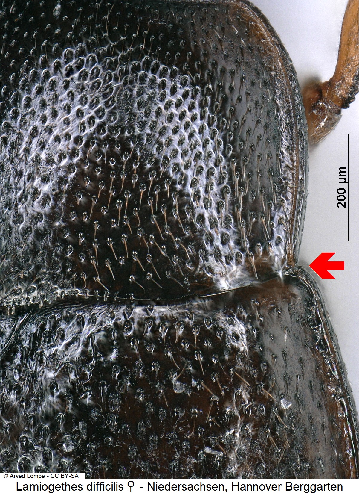 lamiogethes_difficilis_w_hsch.jpg