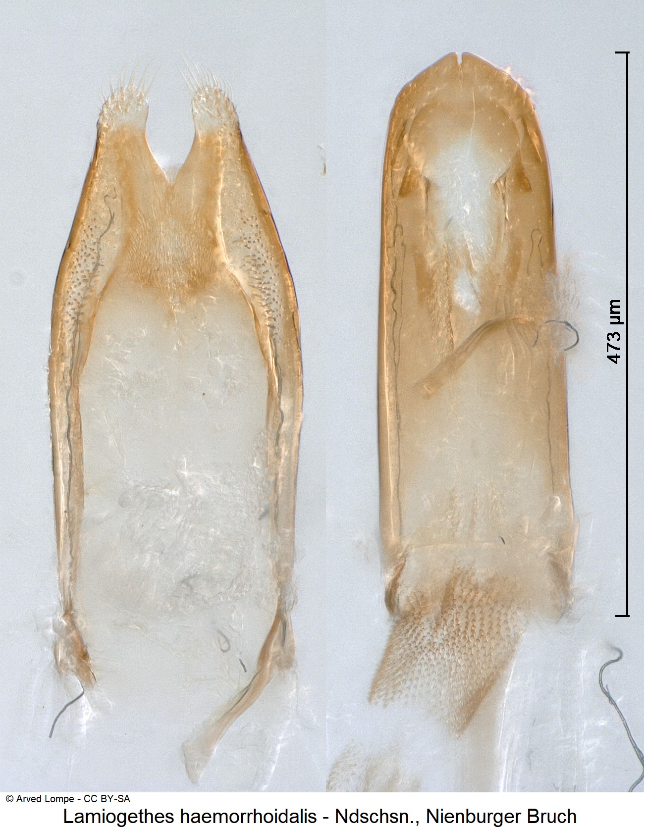 lamiogethes_haemorrhoidalis_ck35551172.jpg