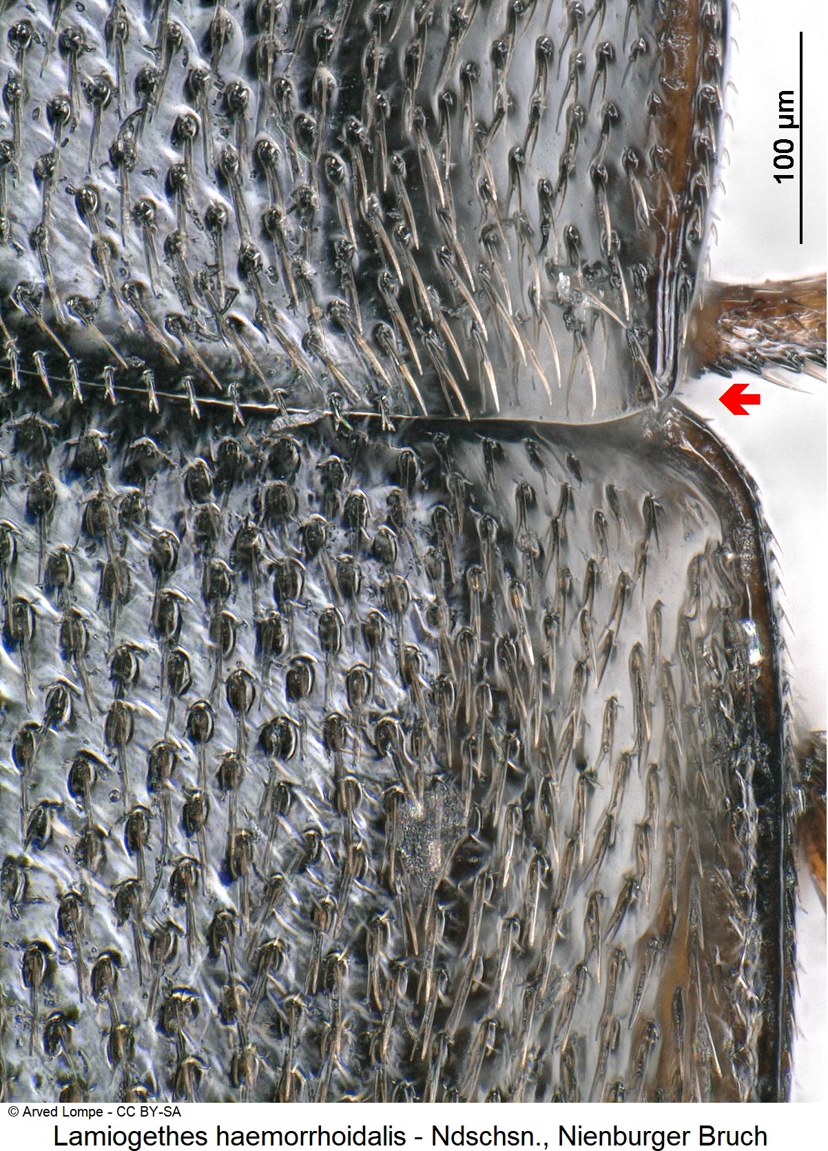 lamiogethes_haemorrhoidalis_ck35551172_hsch.jpg